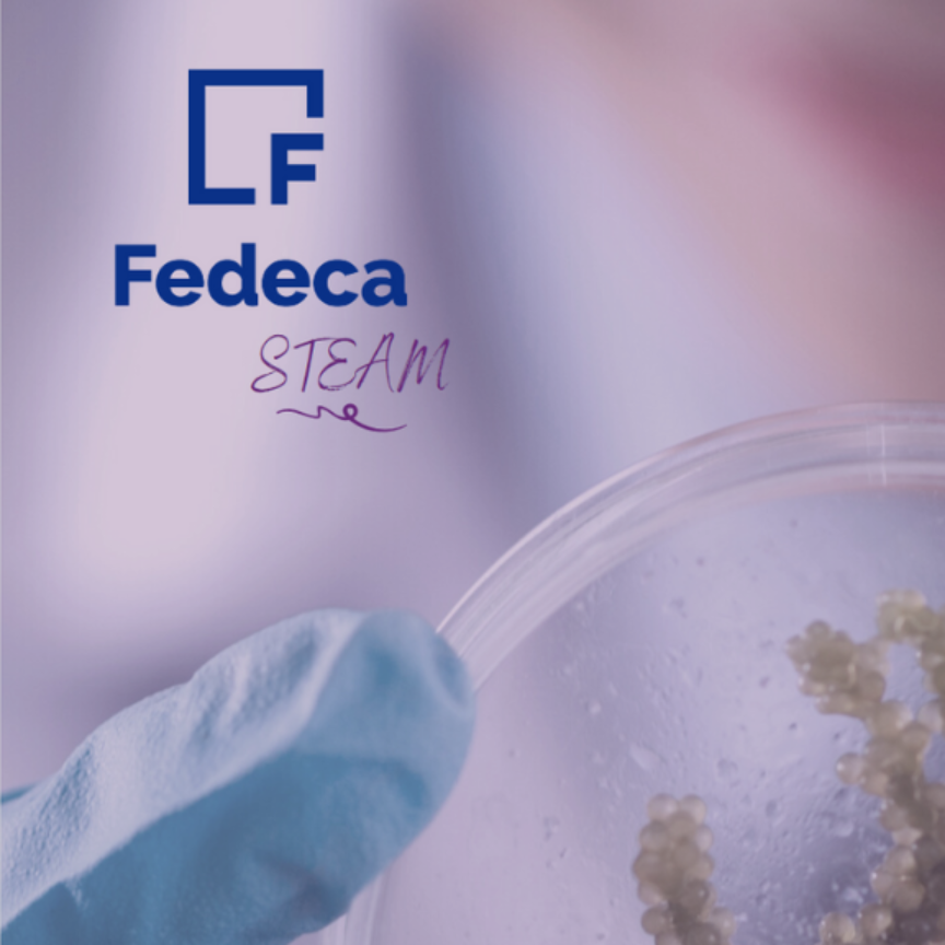 Fedeca